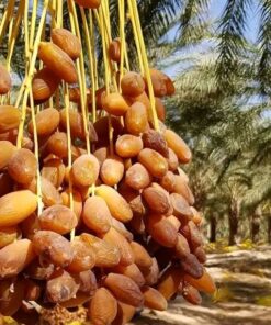 Algerian Arjoun Deglet Nour Dates 1kg